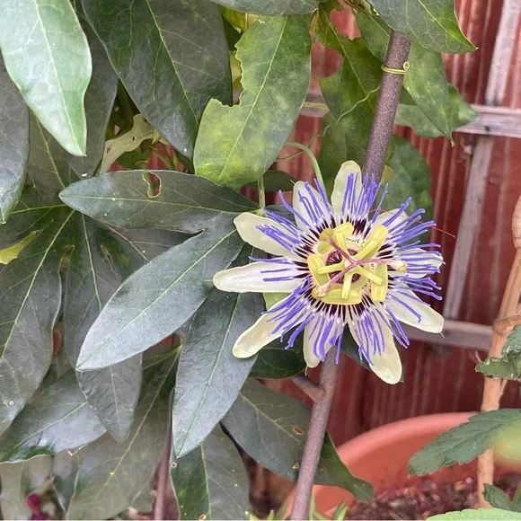 En Saison MIDI Cosmo floral Sundress - super Soft fabric - Picture 10 of 15